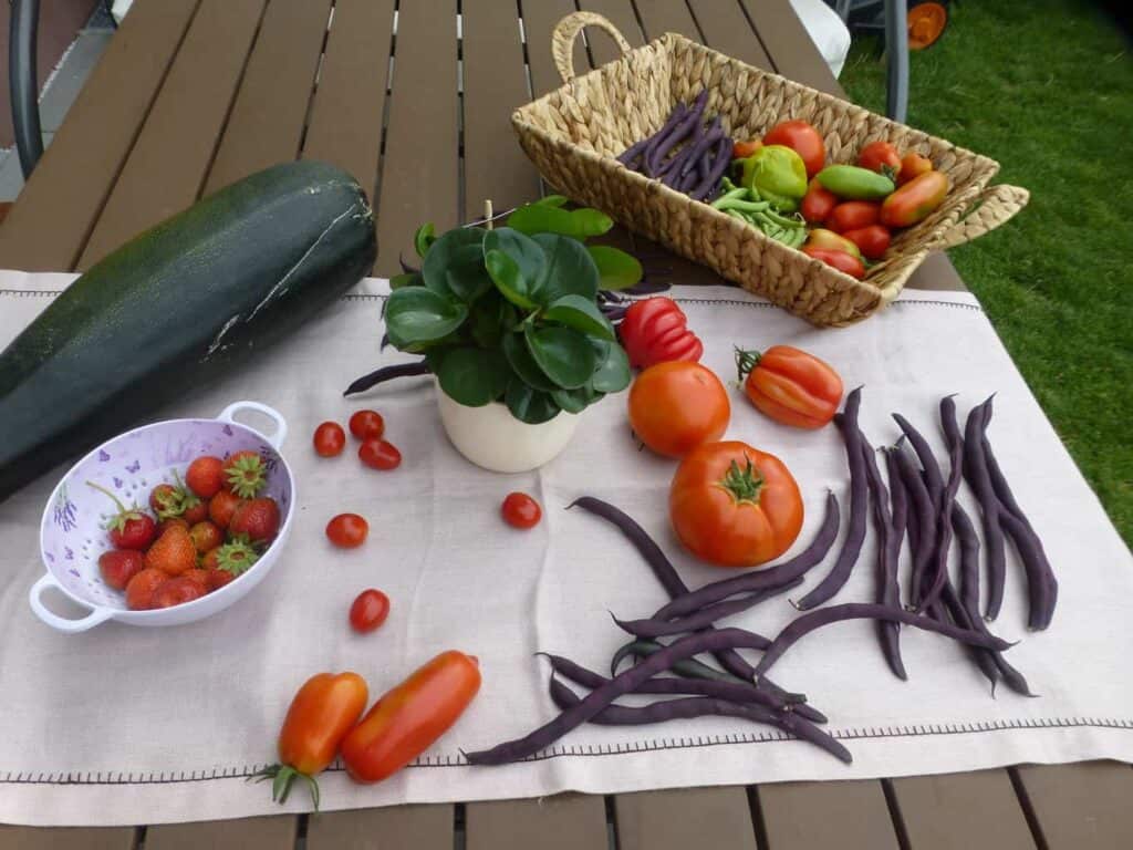 Small pickings from our Summer garden