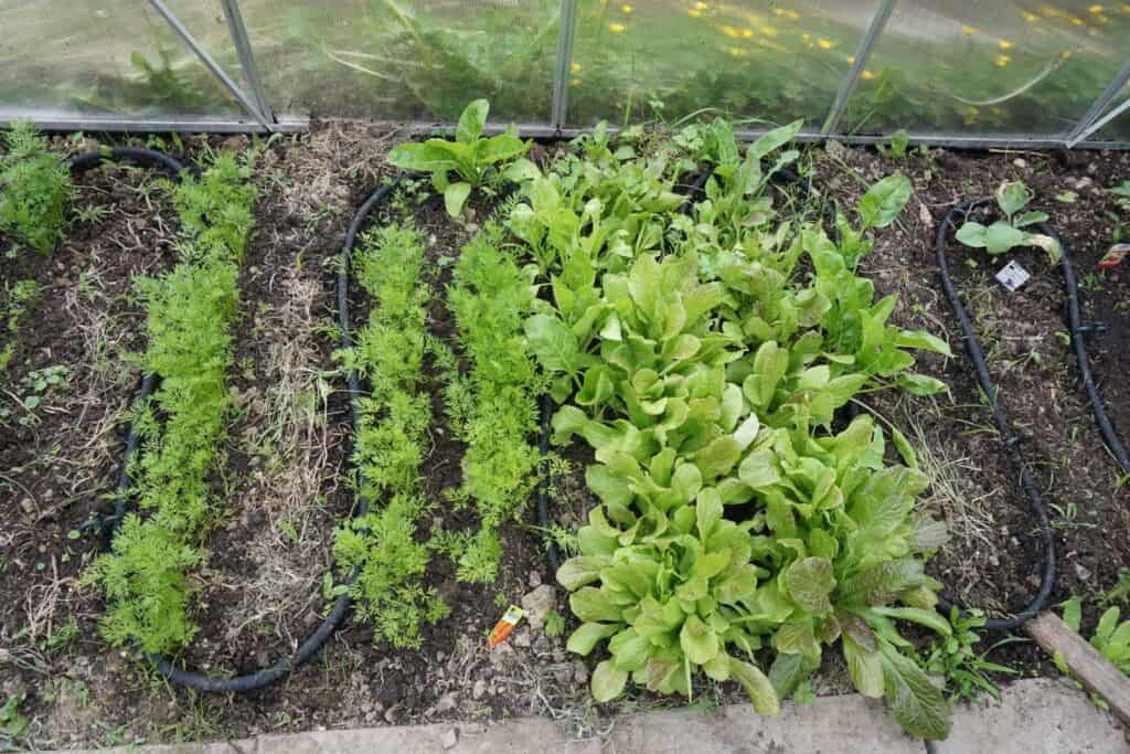 Greenhouse organic garden