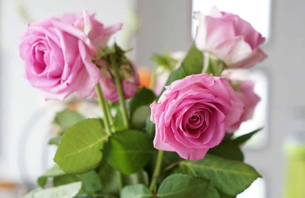 Roses from Swiss Summer Garden