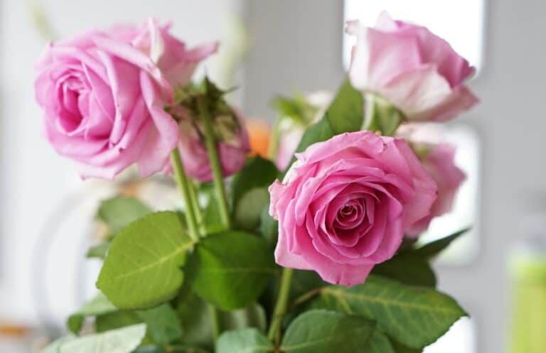 Roses from Swiss Summer Garden