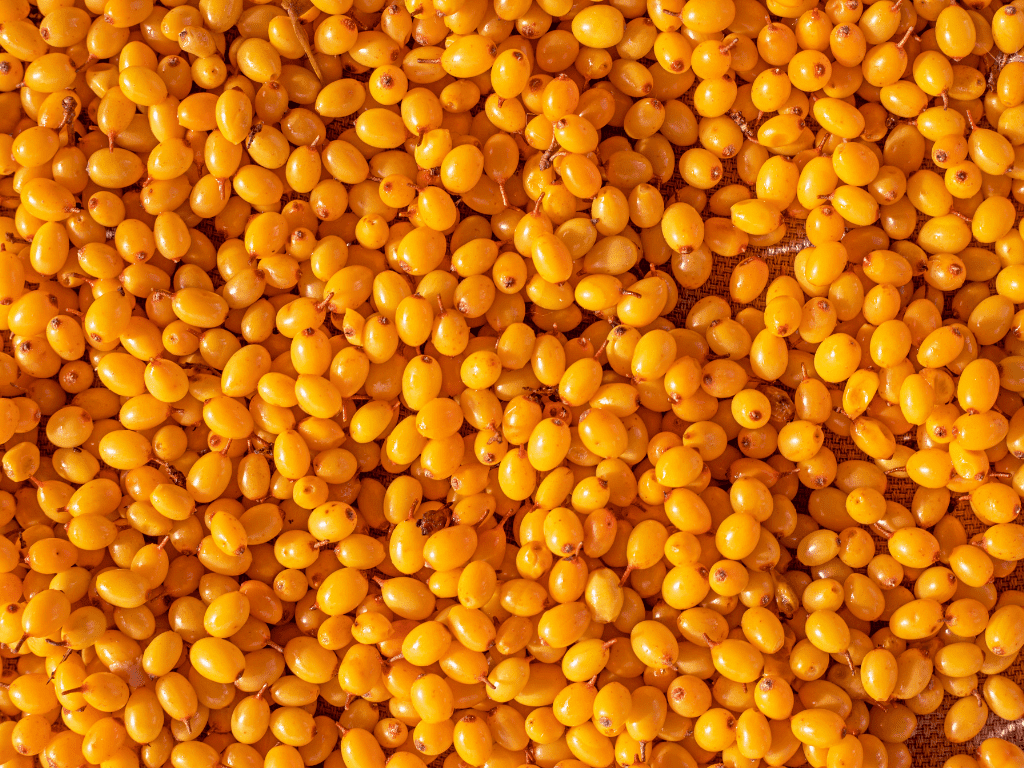 Seabuck thorn Berry Recipes