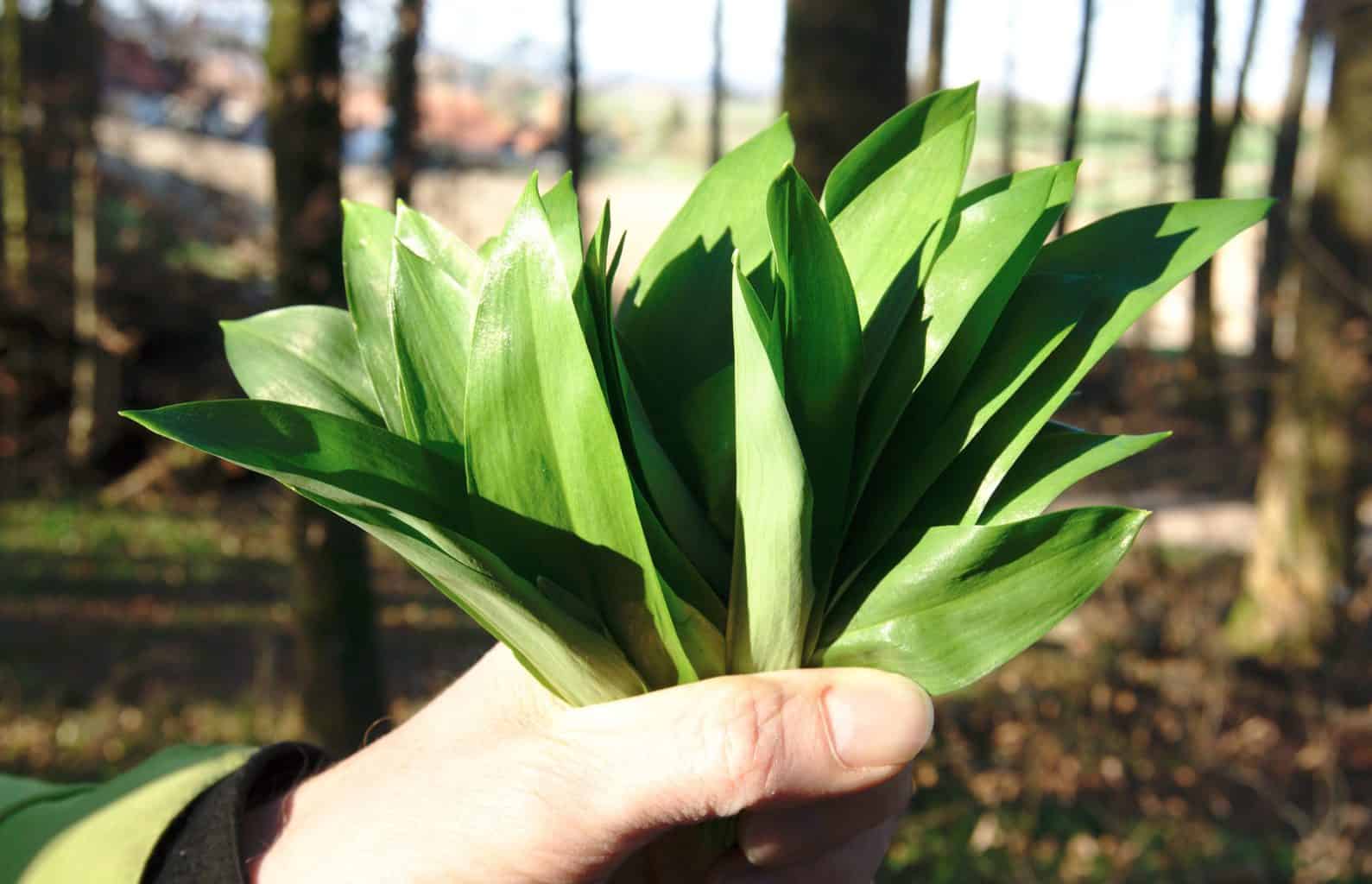 Wild garlic leaves