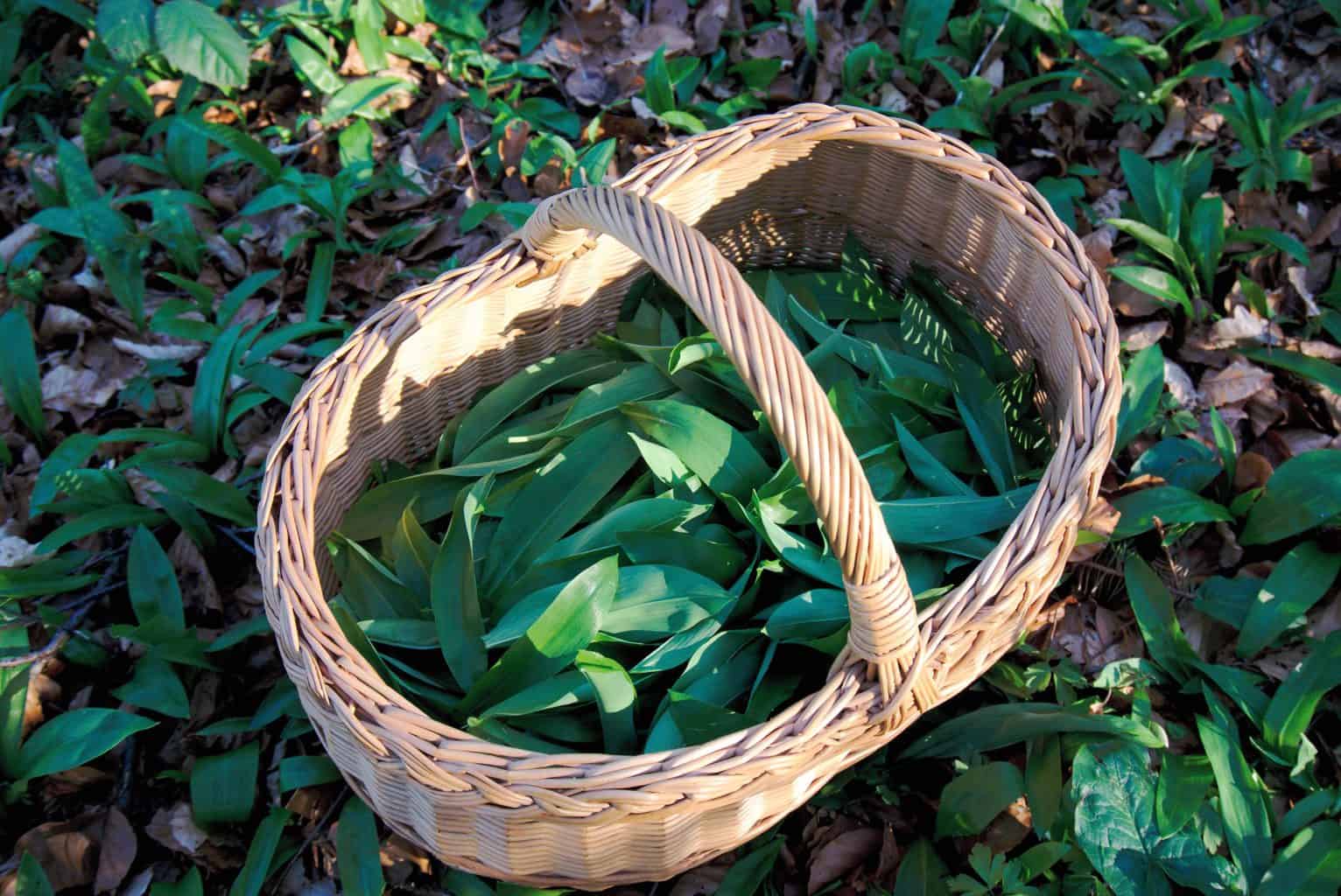 Foraging wild garlic leaves