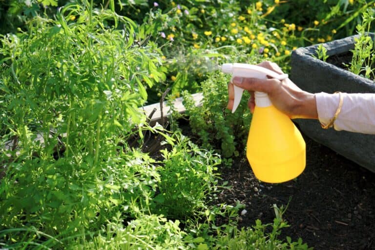 Homemade Horsetail plant fungicide
