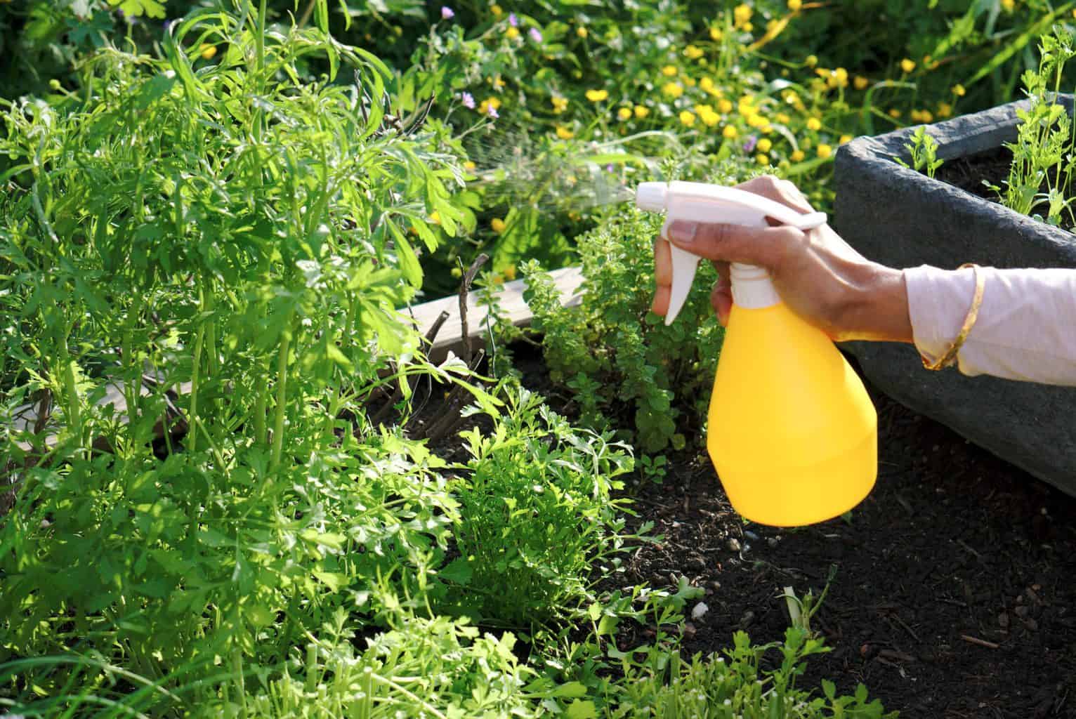Homemade Horsetail plant fungicide