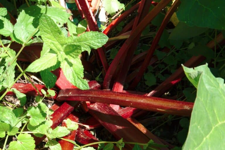 Rhubarb Plant