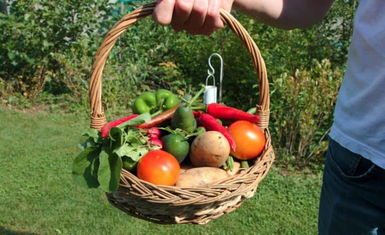 No dig summer garden harvest