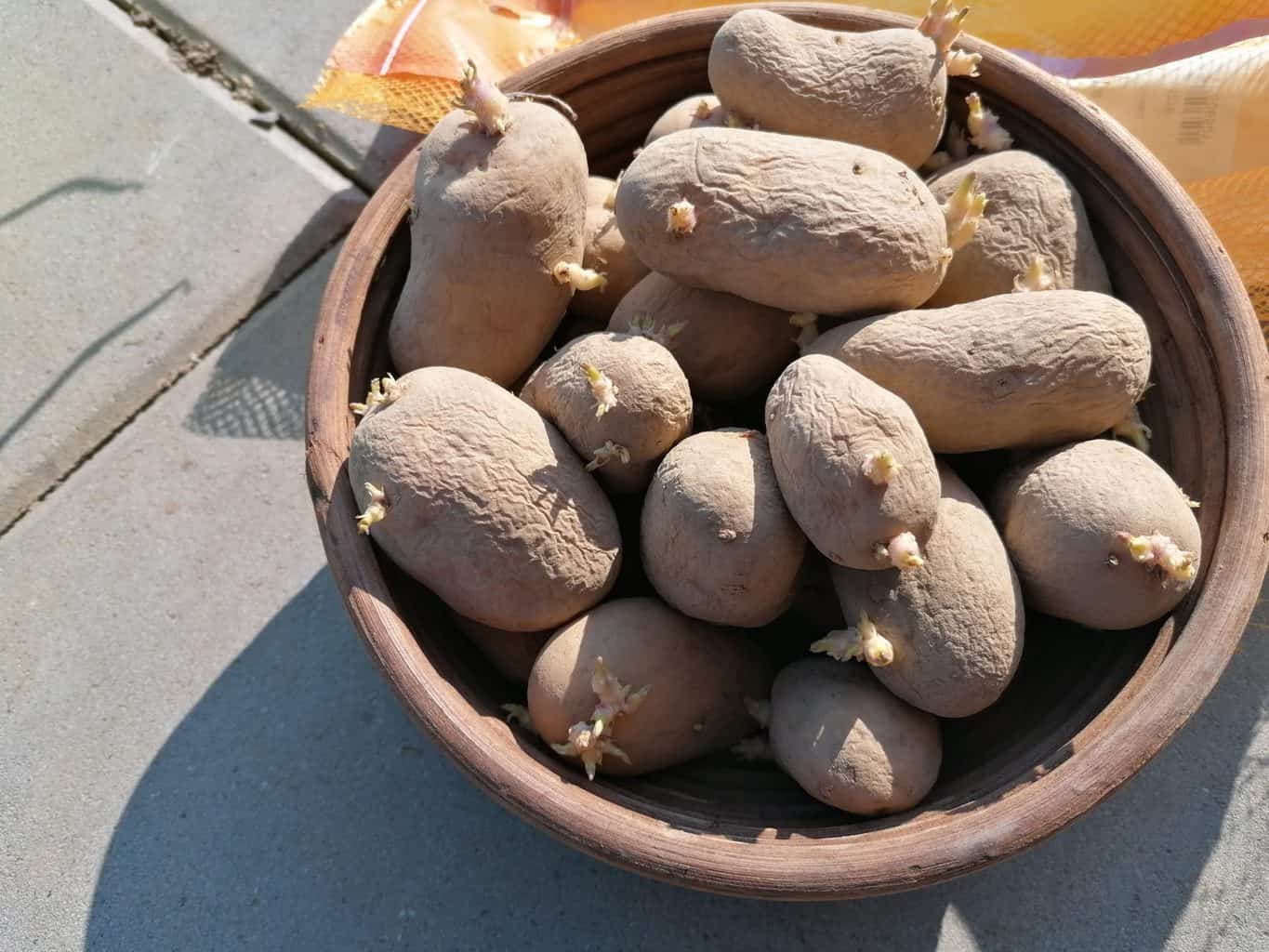 How to grow and store potatoes