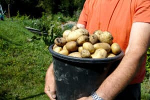 How to grow and store potatoes