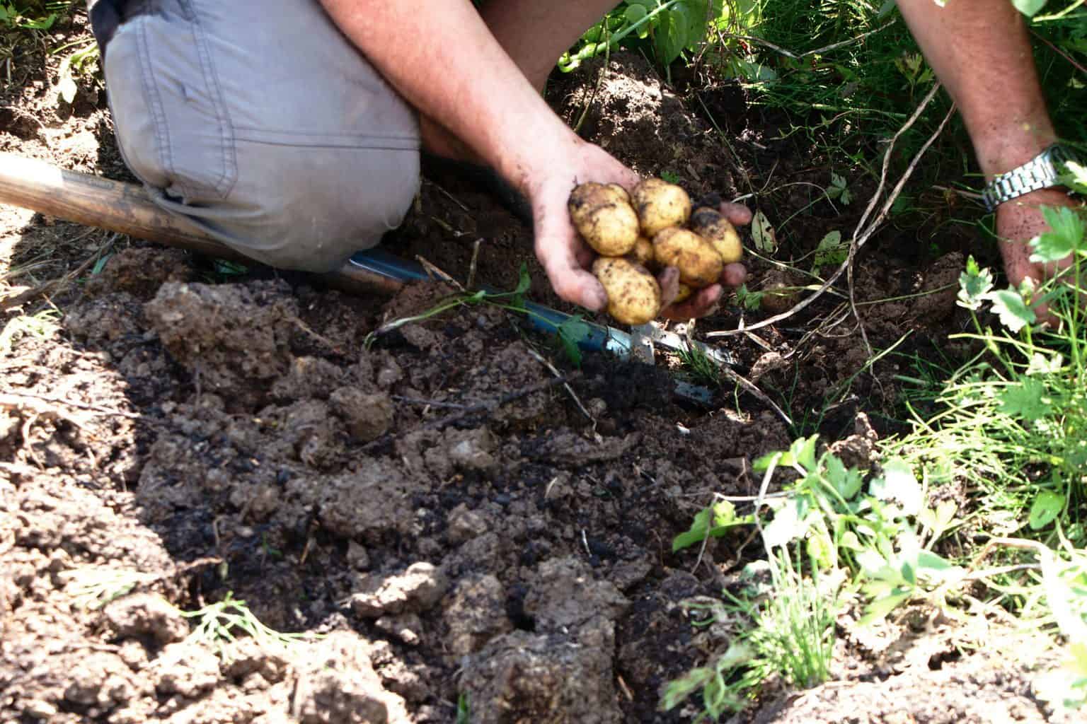 How to harvest potatoes