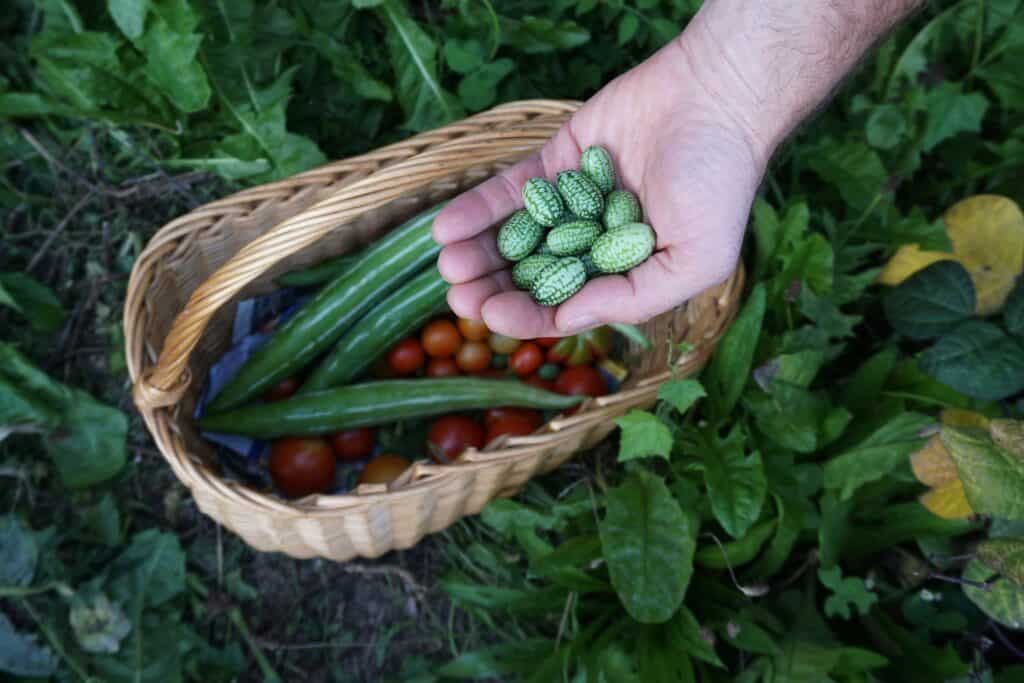 Organic Vegetable Harvest