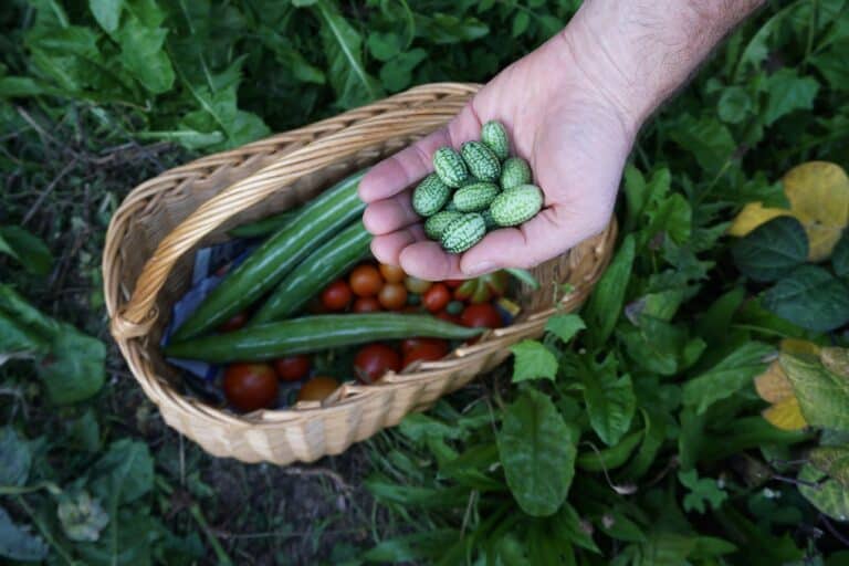 Organic Vegetable Harvest