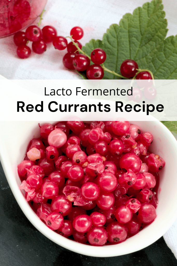 Lacto Fermented Red Currants