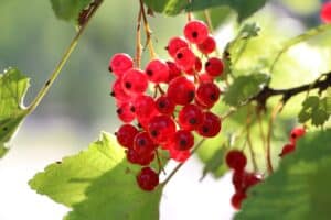 10 Easy Red Currant Recipes