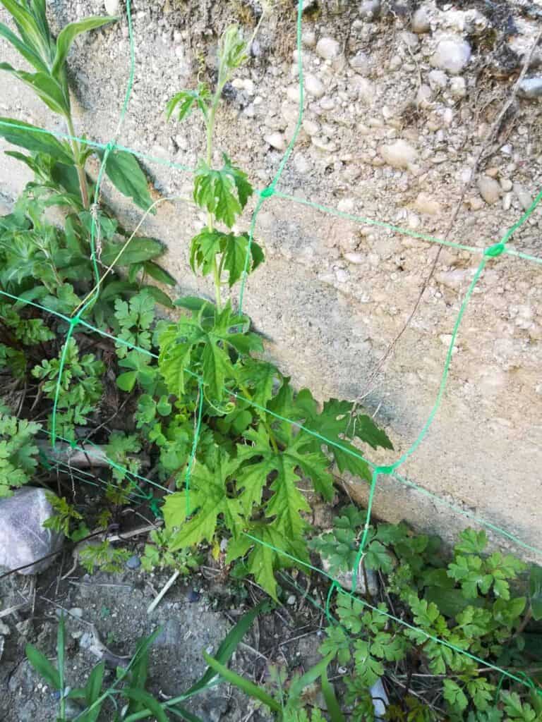 Bitter Melon Creeper