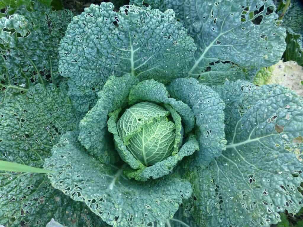 July garden harvest