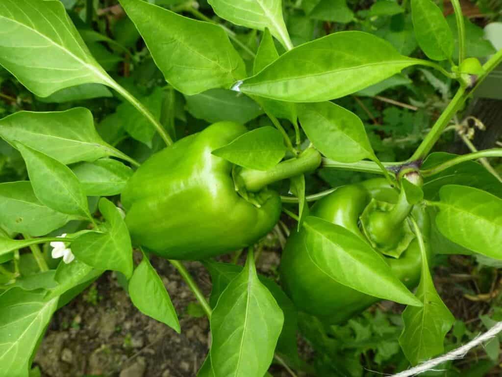 Summer garden harvest